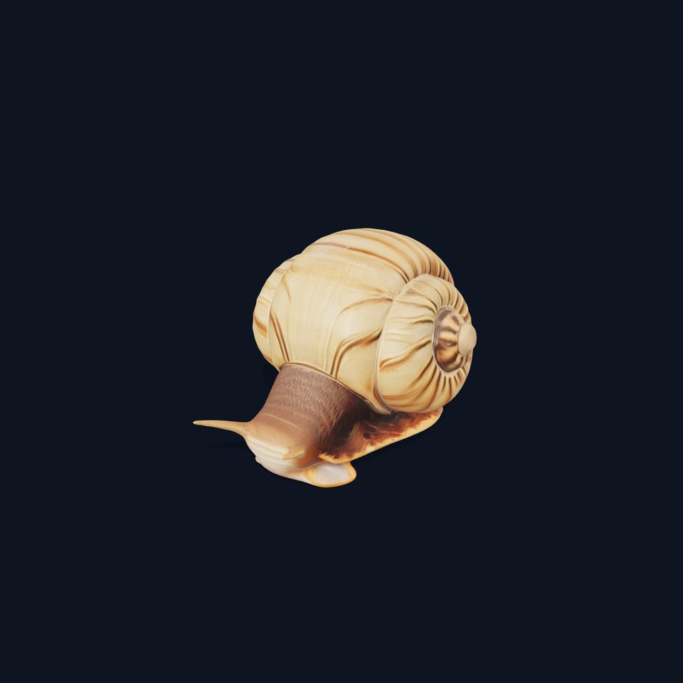 Natural Snail Shell model pack